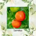 2.000 Semillas Orgánicas De Tomate Chonto