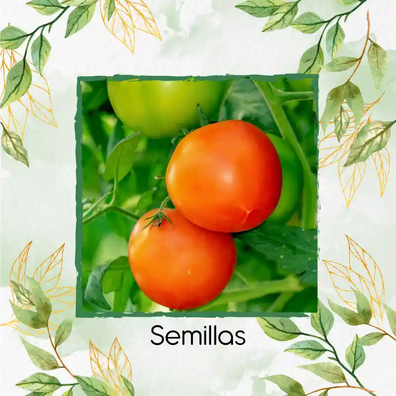2.000 Semillas Orgánicas De Tomate Chonto
