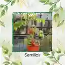 2.000 Semillas Orgánicas De Tomate Chonto