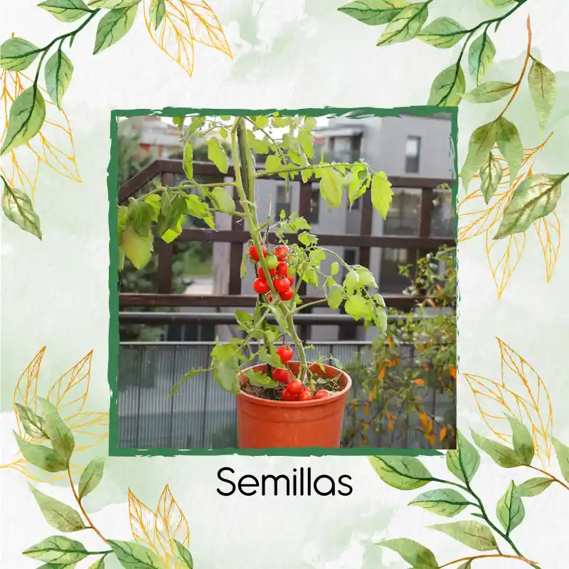 2.000 Semillas Orgánicas De Tomate Chonto