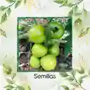 2.000 Semillas Orgánicas De Tomate Chonto