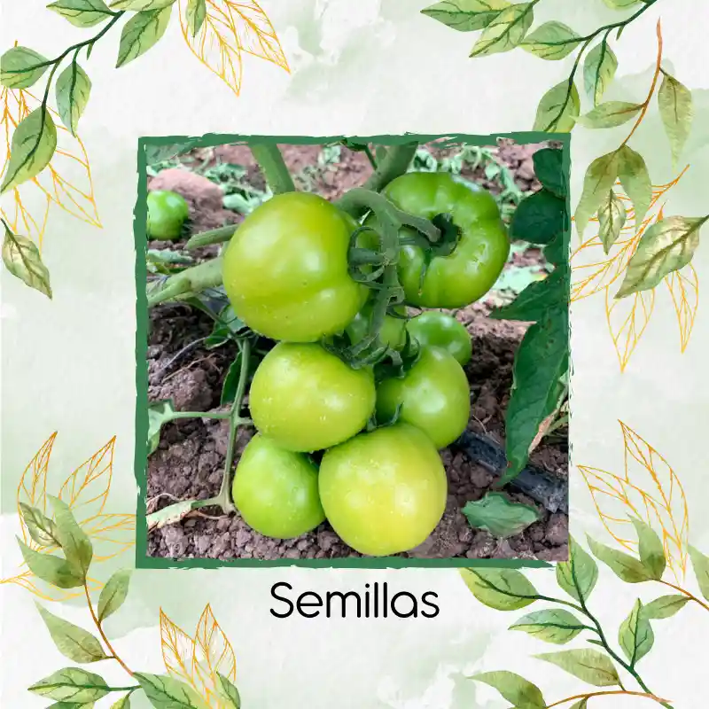2.000 Semillas Orgánicas De Tomate Chonto