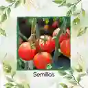 200 Semillas Orgánicas De Tomate Marglover