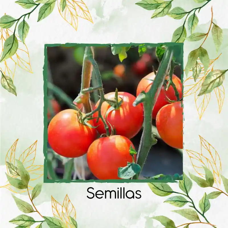 200 Semillas Orgánicas De Tomate Marglover