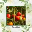 200 Semillas Orgánicas De Tomate Marglover