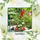 200 Semillas Orgánicas De Tomate Marglover