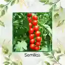 50 Semillas Orgánicas De Tomate Grande