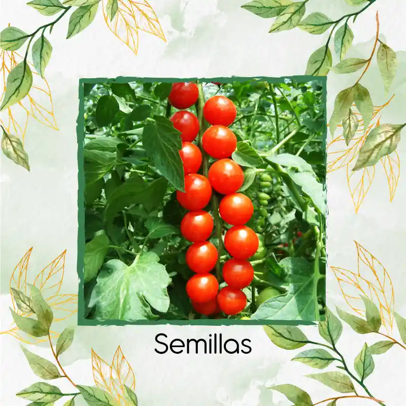 50 Semillas Orgánicas De Tomate Grande