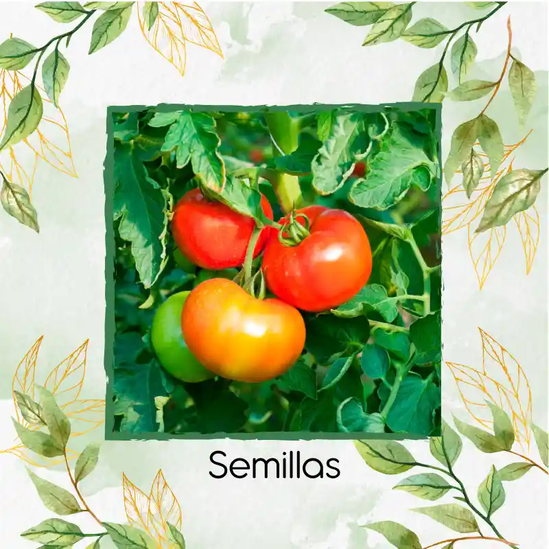 100 Semillas Orgánicas De Tomate Grande