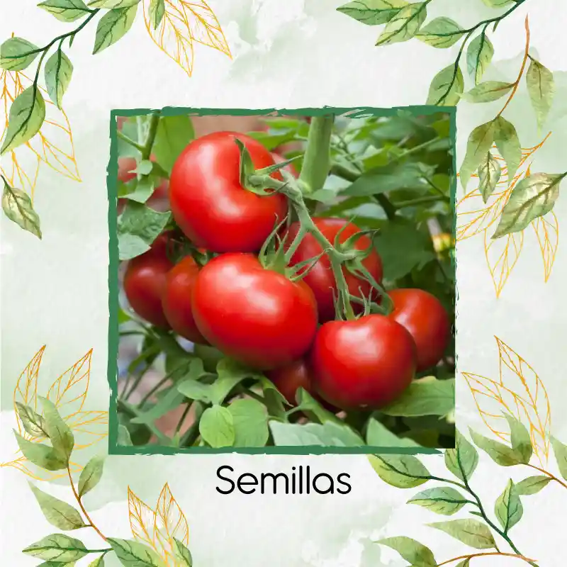 200 Semillas Orgánicas De Tomate Grande