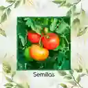200 Semillas Orgánicas De Tomate Grande