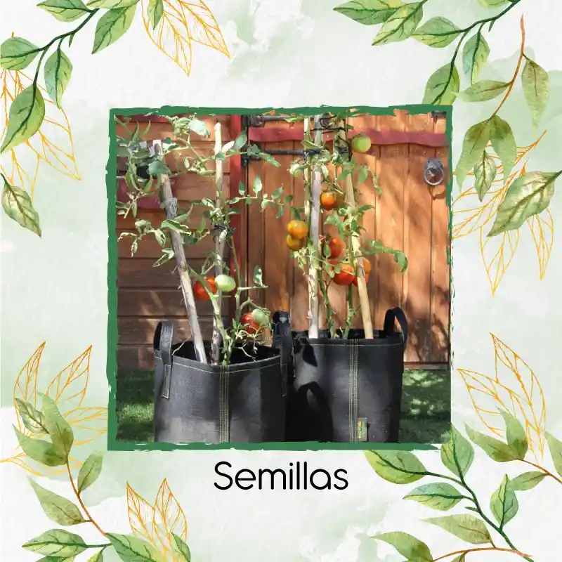 200 Semillas Orgánicas De Tomate Grande