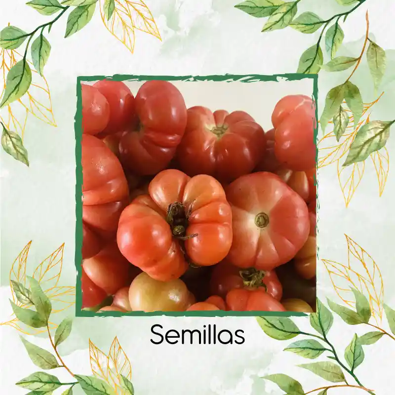 75 Semillas Orgánicas De Tomate Riñón