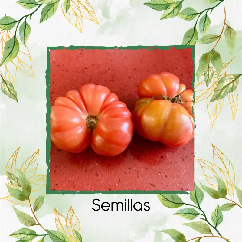 75 Semillas Orgánicas De Tomate Riñón