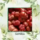3.000 Semillas Orgánicas De Tomate Riñón