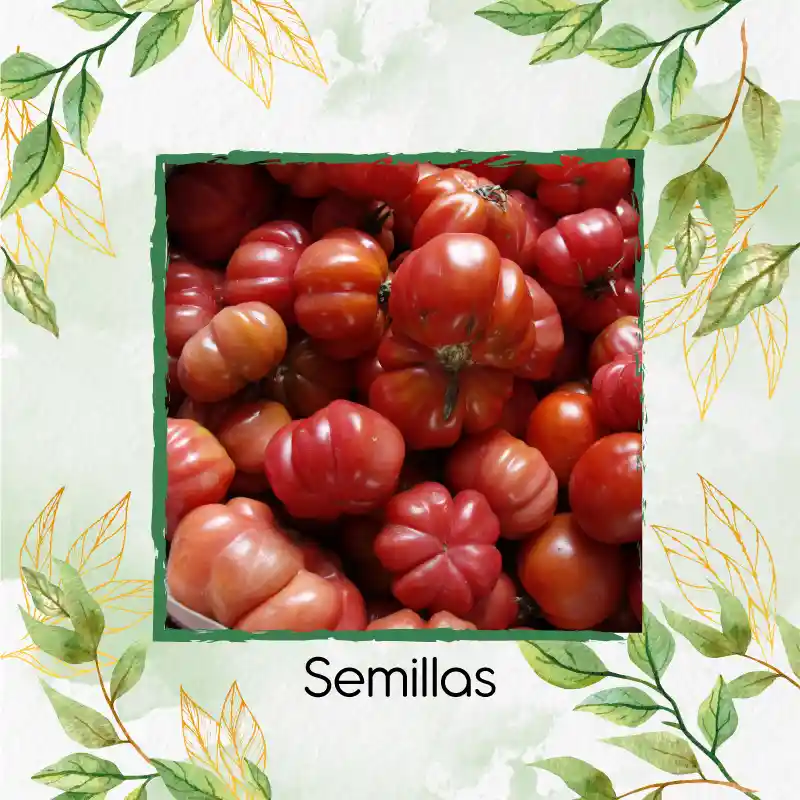 3.000 Semillas Orgánicas De Tomate Riñón
