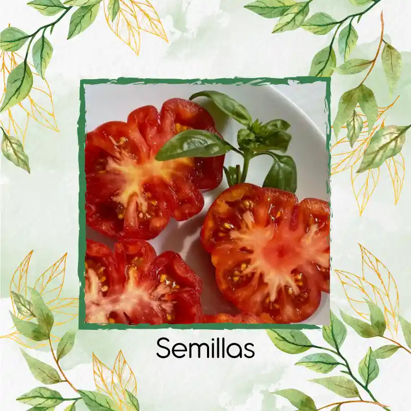 3.000 Semillas Orgánicas De Tomate Riñón