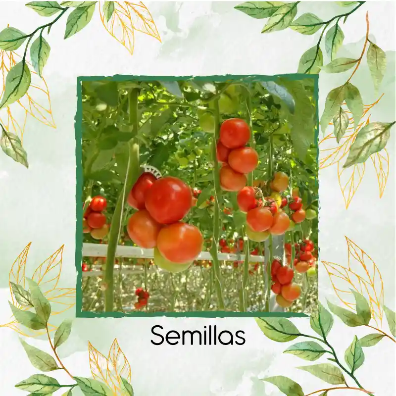 50 Semillas Orgánicas De Tomate Santa Clara