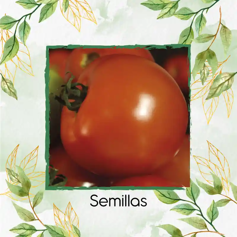 50 Semillas Orgánicas De Tomate Santa Clara