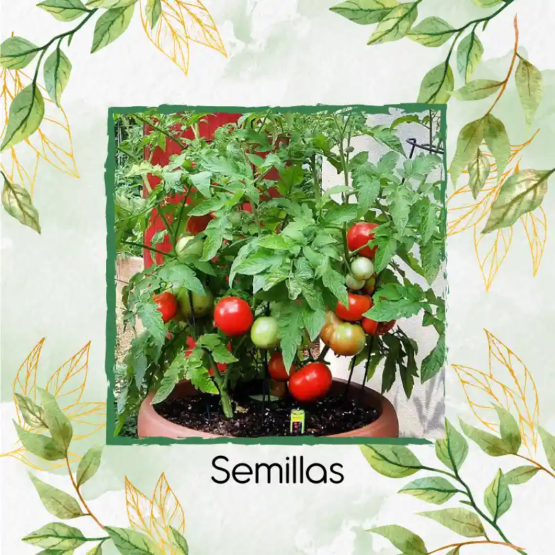 50 Semillas Orgánicas De Tomate Santa Clara