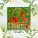4.000 Semillas Orgánicas De Tomate Santa Clara