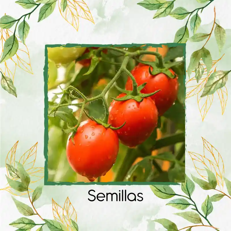 4.000 Semillas Orgánicas De Tomate Santa Clara