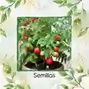 4.000 Semillas Orgánicas De Tomate Santa Clara