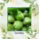 100 Semillas Orgánicas De Tomatillo Tomate Mexicano