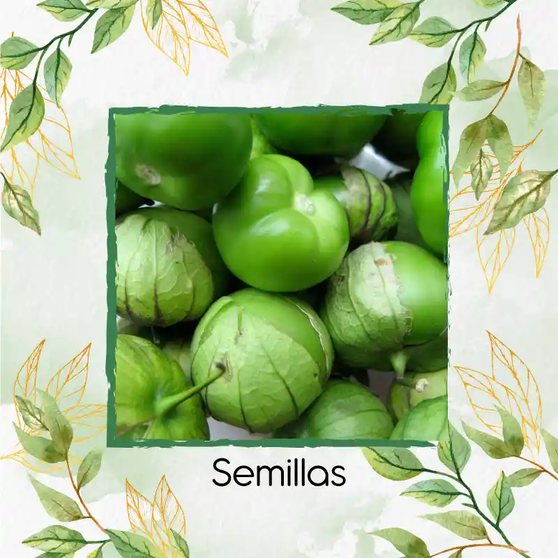 100 Semillas Orgánicas De Tomatillo Tomate Mexicano