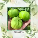 100 Semillas Orgánicas De Tomatillo Tomate Mexicano