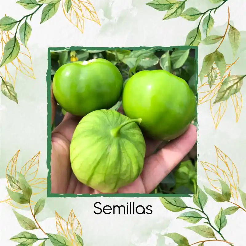 100 Semillas Orgánicas De Tomatillo Tomate Mexicano