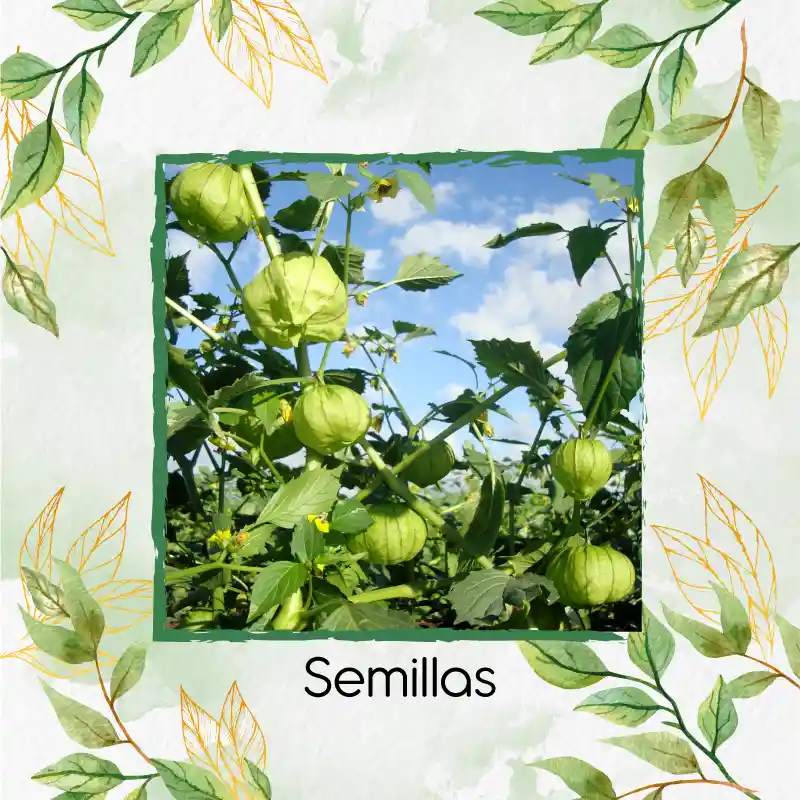 100 Semillas Orgánicas De Tomatillo Tomate Mexicano