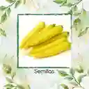 8.000 Semillas Orgánicas De Zanahoria Amarilla