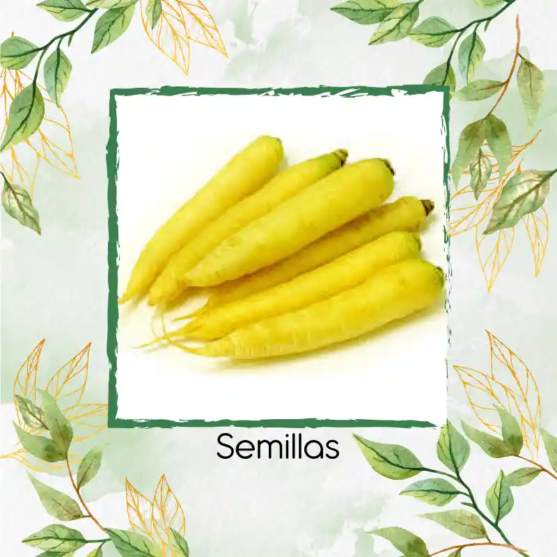 8.000 Semillas Orgánicas De Zanahoria Amarilla