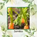 200 Semillas Orgánicas De Zanahoria Danvers