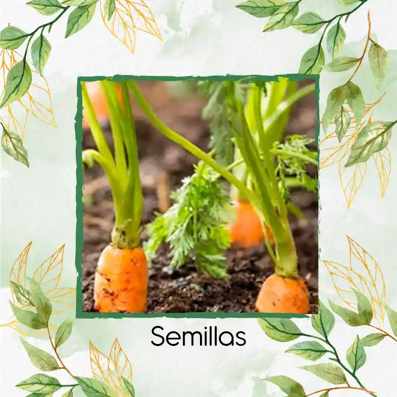 200 Semillas Orgánicas De Zanahoria Danvers