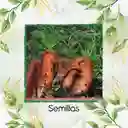 200 Semillas Orgánicas De Zanahoria Danvers