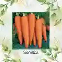 200 Semillas Orgánicas De Zanahoria Danvers