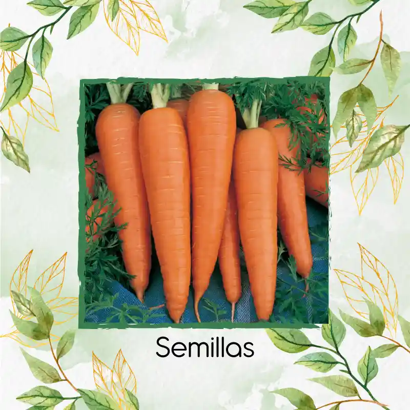 200 Semillas Orgánicas De Zanahoria Danvers