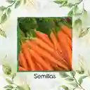 200 Semillas Orgánicas De Zanahoria Danvers