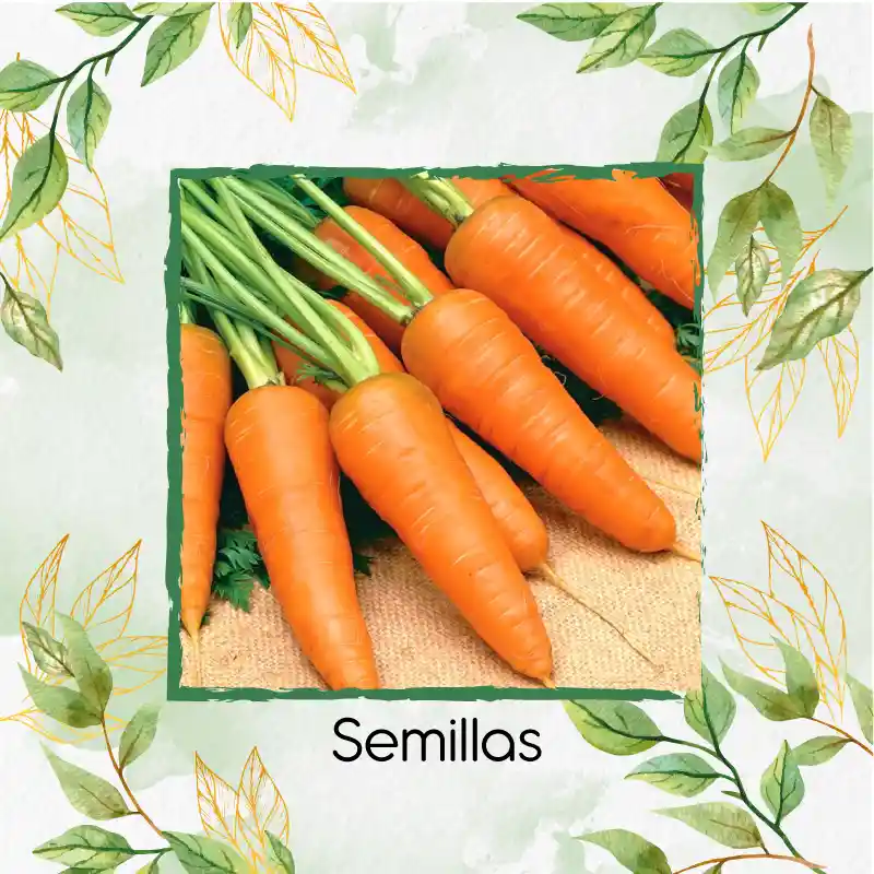50 Semillas Orgánicas De Zanahoria Royal