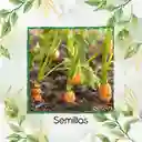 50 Semillas Orgánicas De Zanahoria Royal