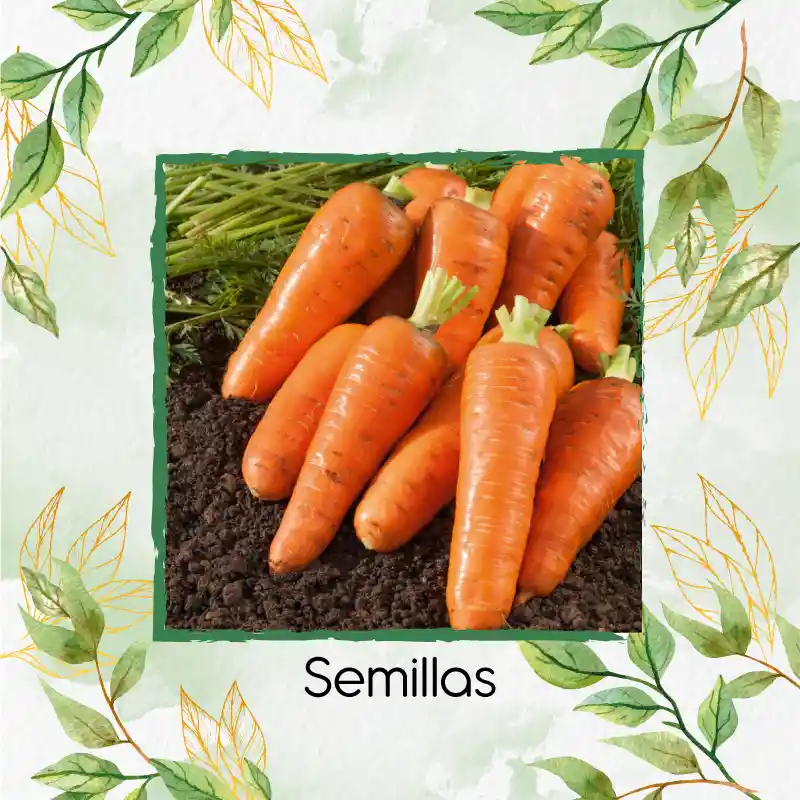 50 Semillas Orgánicas De Zanahoria Royal