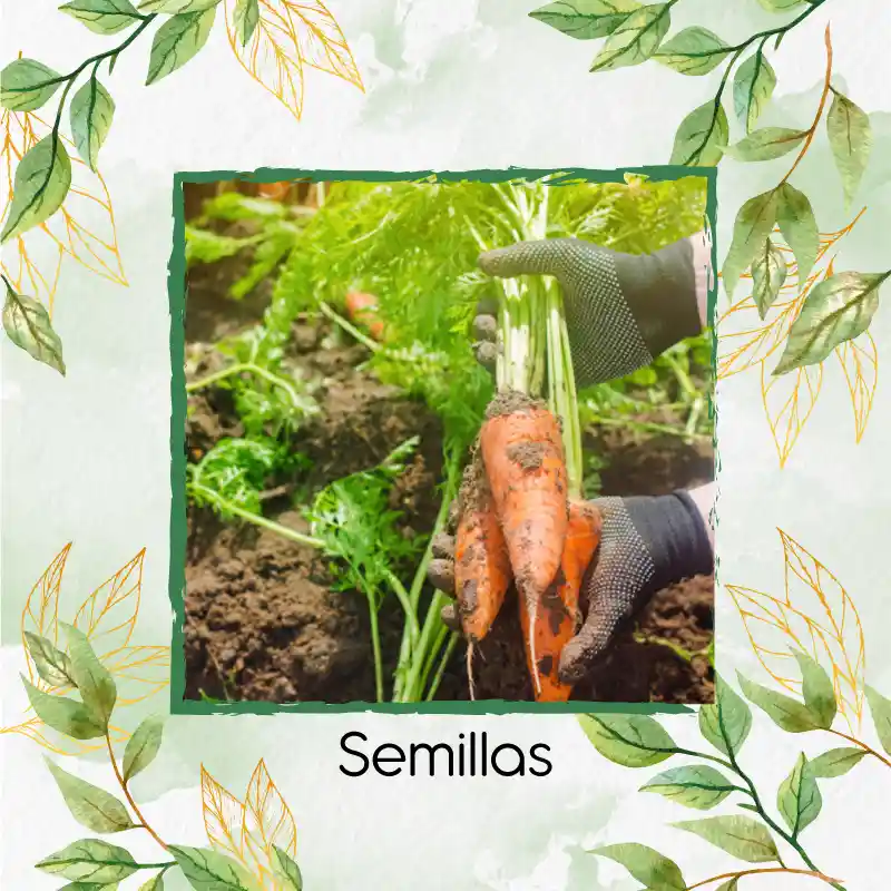 50 Semillas Orgánicas De Zanahoria Royal