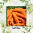 8.000 Semillas Orgánicas De Zanahoria Nantes Baby