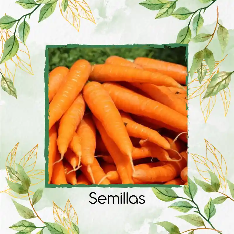8.000 Semillas Orgánicas De Zanahoria Nantes Baby
