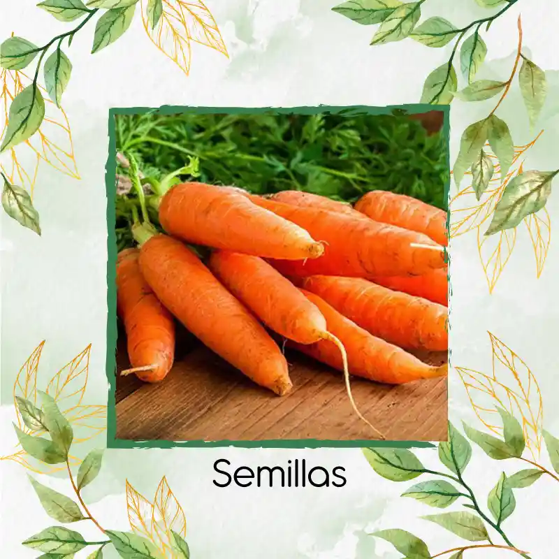 8.000 Semillas Orgánicas De Zanahoria Nantes Baby