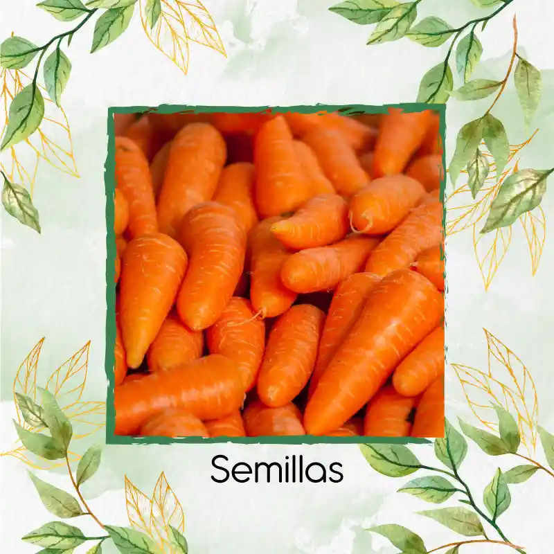 8.000 Semillas Orgánicas De Zanahoria Nantes Baby