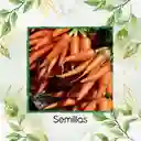 8.000 Semillas Orgánicas De Zanahoria Nantes Baby