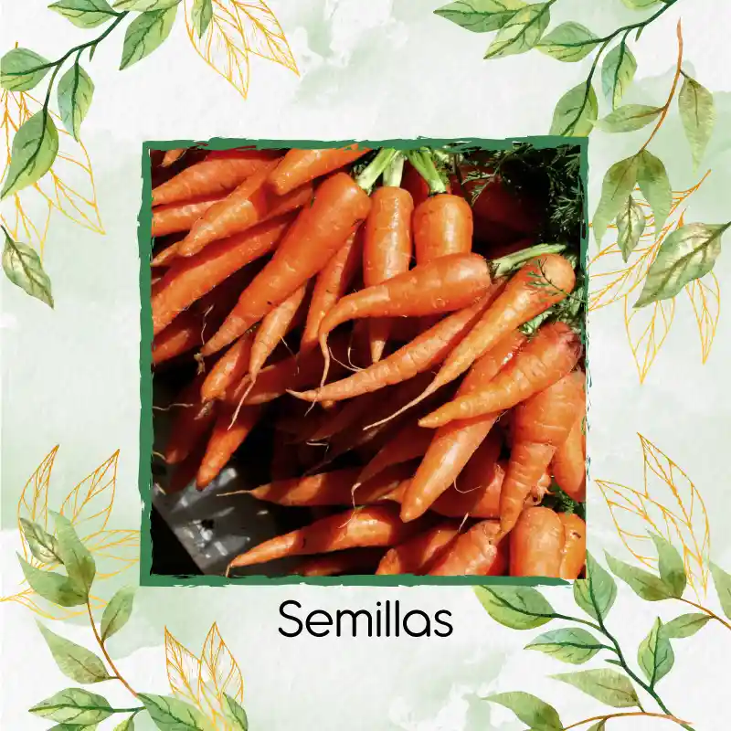 8.000 Semillas Orgánicas De Zanahoria Nantes Baby